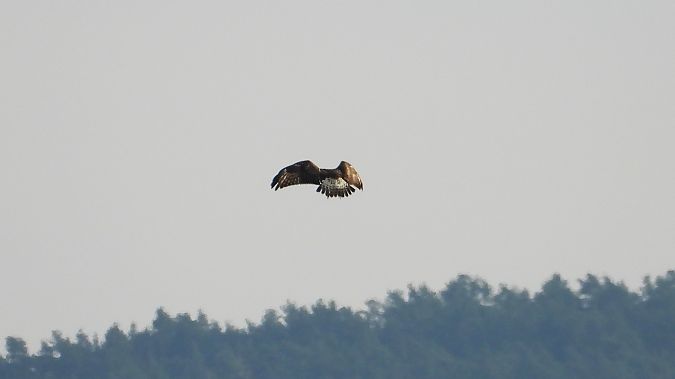 Raufußbussard  - Klaus Dettmann