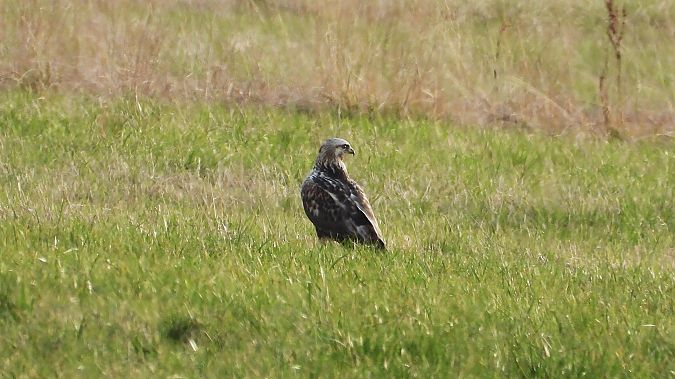 Raufußbussard  - Klaus Dettmann