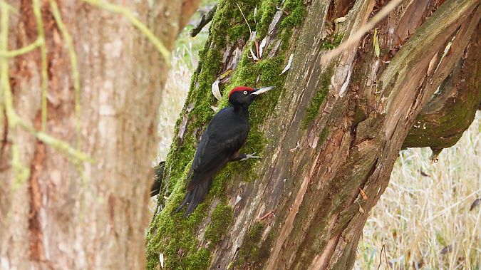 Schwarzspecht  - Klaus Dettmann