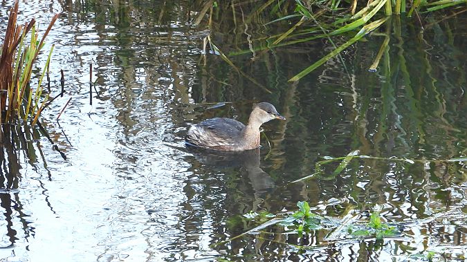 Zwergtaucher  - Klaus Dettmann