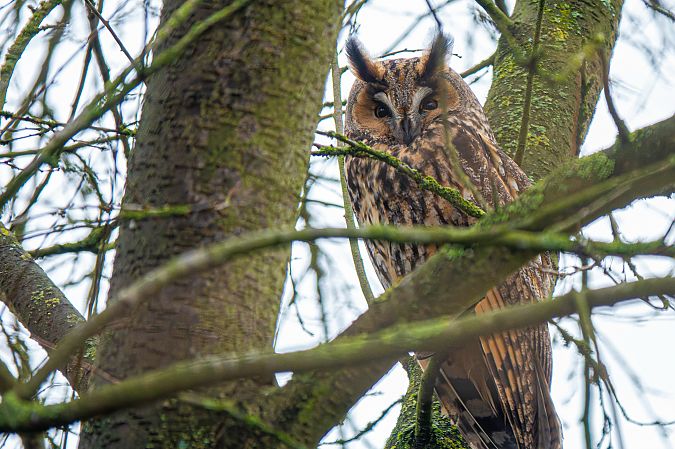 Waldohreule  - Hans Juergen Weidemann