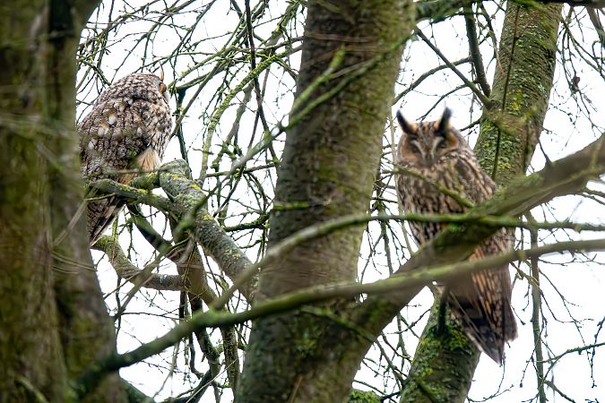Waldohreule  - Hans Juergen Weidemann