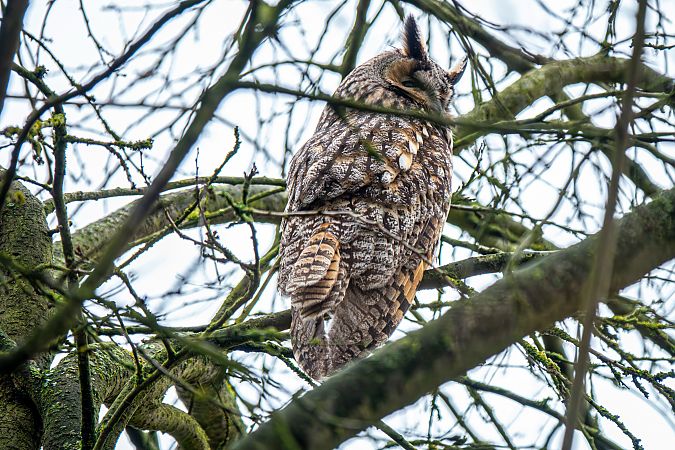 Waldohreule  - Hans Juergen Weidemann