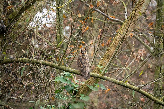 Waldohreule  - Hans Juergen Weidemann