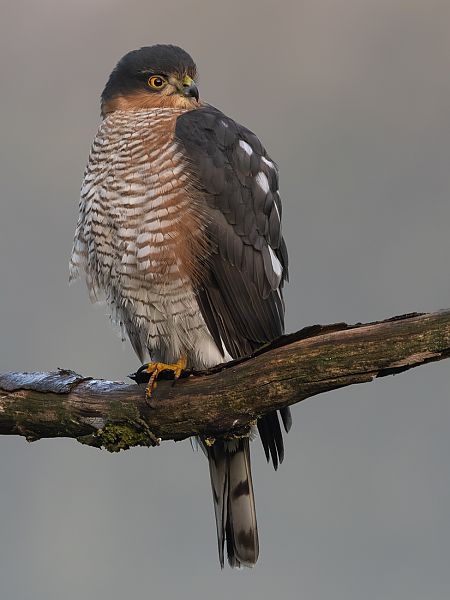 Sperber  - Volker Schlär