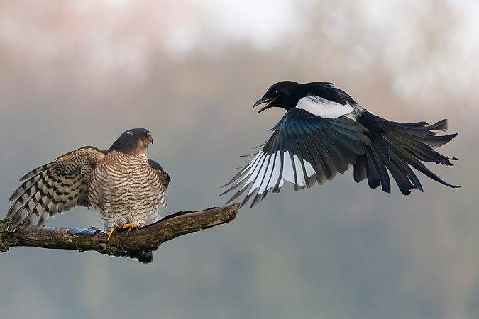 Sperber  - Volker Schlär