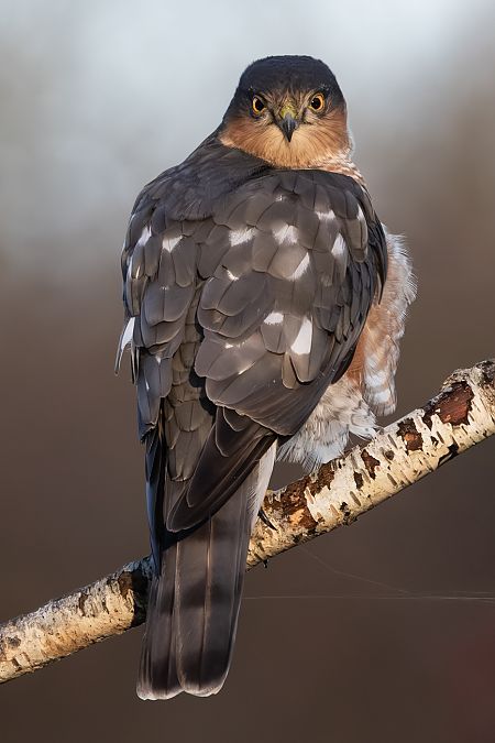 Sperber  - Volker Schlär