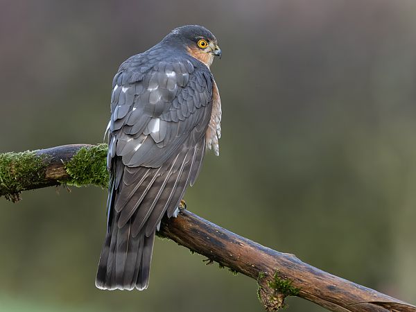 Sperber  - Volker Schlär