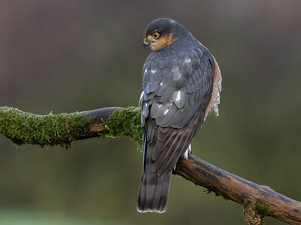 Sperber  - Volker Schlär