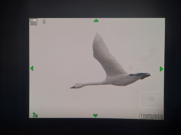 Zwergschwan  - David Kaliss