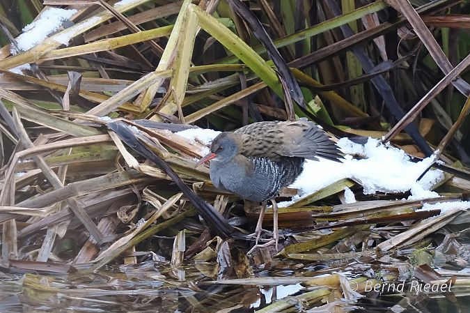 Wasserralle  - Bernd Riedel