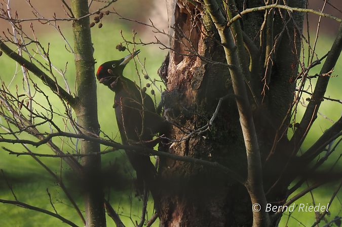Schwarzspecht  - Bernd Riedel