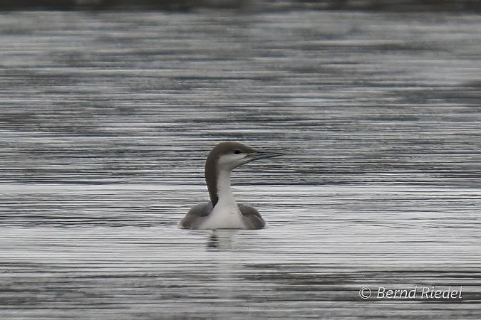 Prachttaucher  - Bernd Riedel