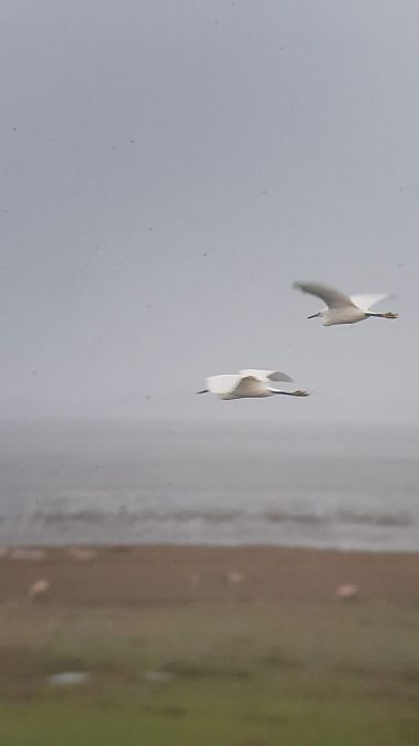 Seidenreiher  - Oliver Piepgras