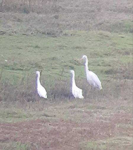 Seidenreiher  - Oliver Piepgras