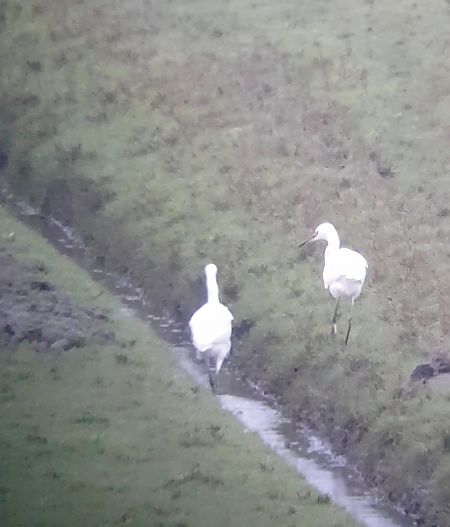 Seidenreiher  - Oliver Piepgras