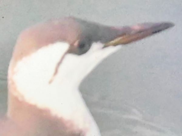 Trottellumme  - Thomas Stadtlander