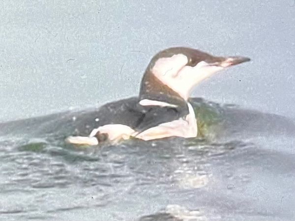 Trottellumme  - Thomas Stadtlander