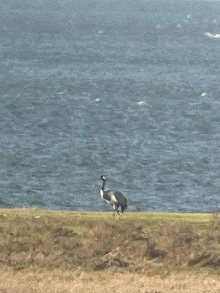 Kranich  - Mirja Horstmann