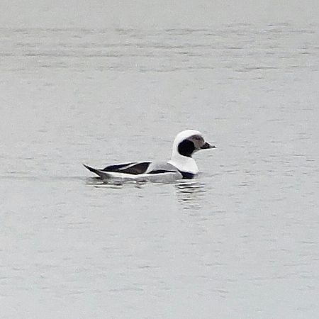 Eisente  - Lisa Plätke