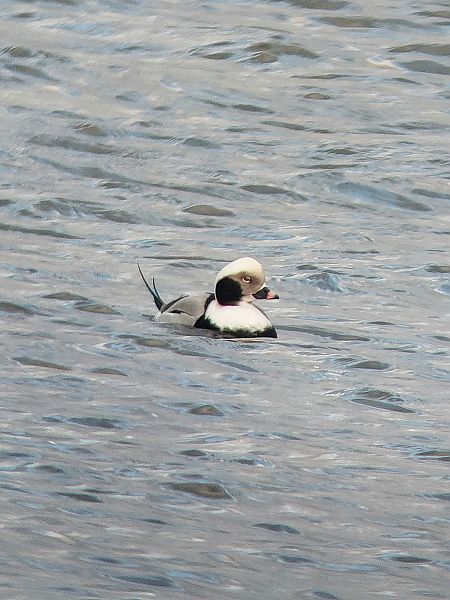 Eisente  - Lisa Plätke