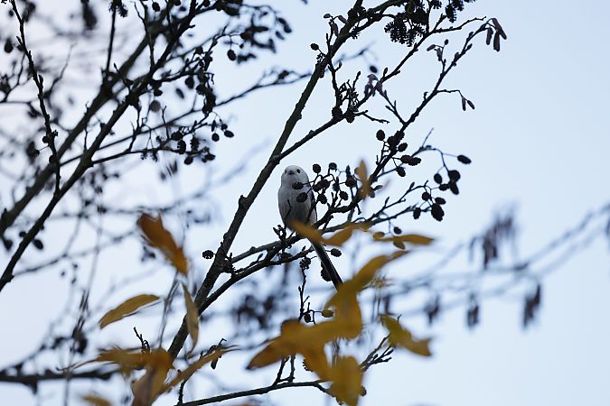 Schwanzmeise (ssp. caudatus)  - Marco Giebel
