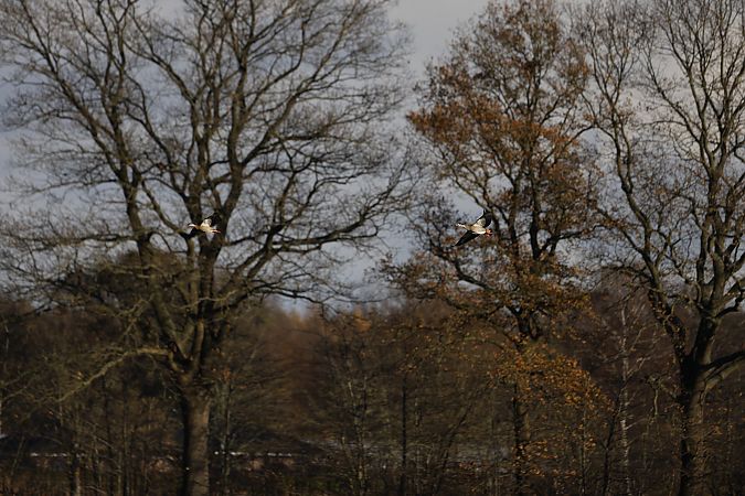 Nilgans  - Marco Giebel