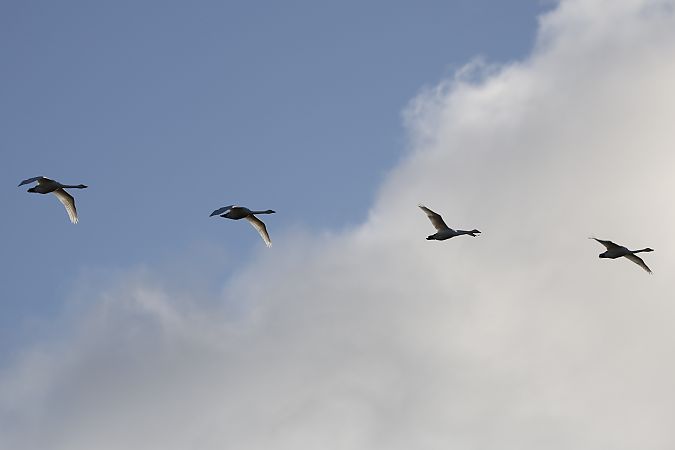 Zwergschwan  - Marco Giebel