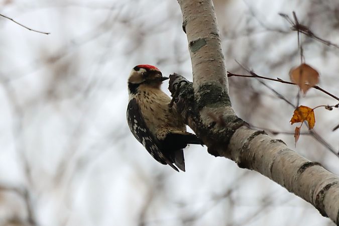 Kleinspecht  - Marcus Döhring