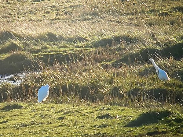 Seidenreiher  - Michael Fischer