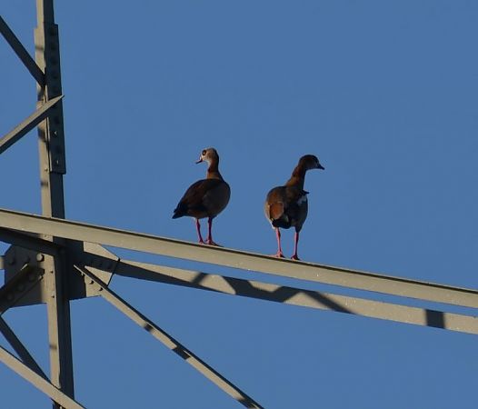 Nilgans  - Christian Mueller-Edzards