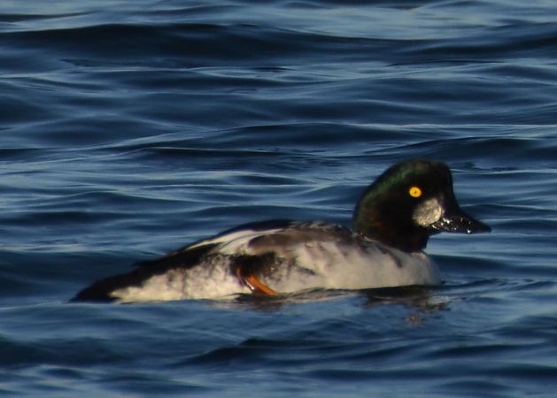 Schellente  - Christian Mueller-Edzards