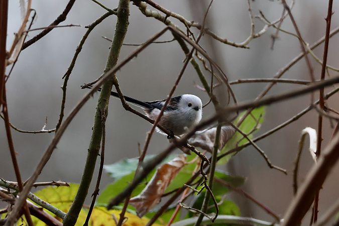 Schwanzmeise (ssp. caudatus) 