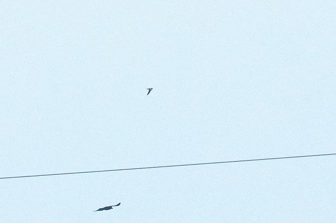 Fahlsegler  - Robert Przybylski