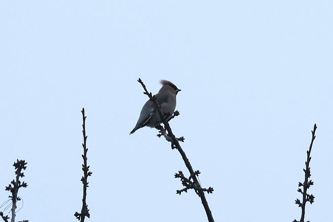 Seidenschwanz  - Robert Przybylski