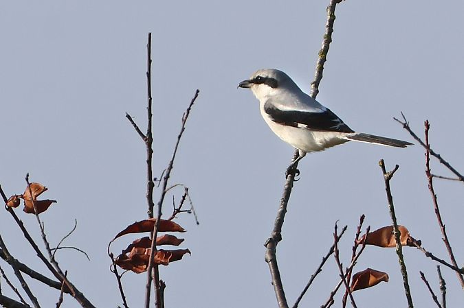 Raubwürger  - Gerd-Michael Heinze