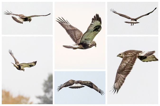 Raufußbussard  - Gerd-Michael Heinze