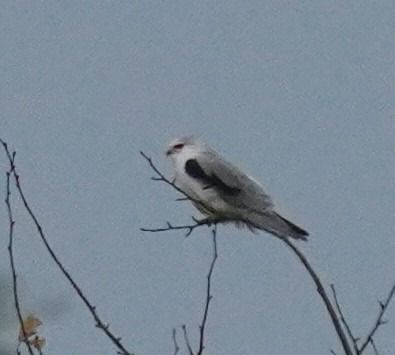 Gleitaar  - Oliver Lüthje