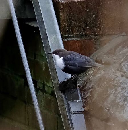 Wasseramsel (ssp. cinclus)  - Sarah Heuzeroth