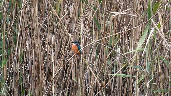 Martin-pêcheur d'Europe  - Alexander Eichhorst