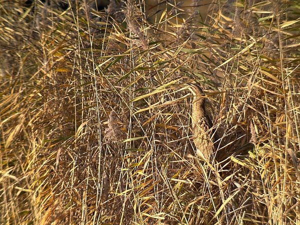 Rohrdommel  - Alexander Eichhorst