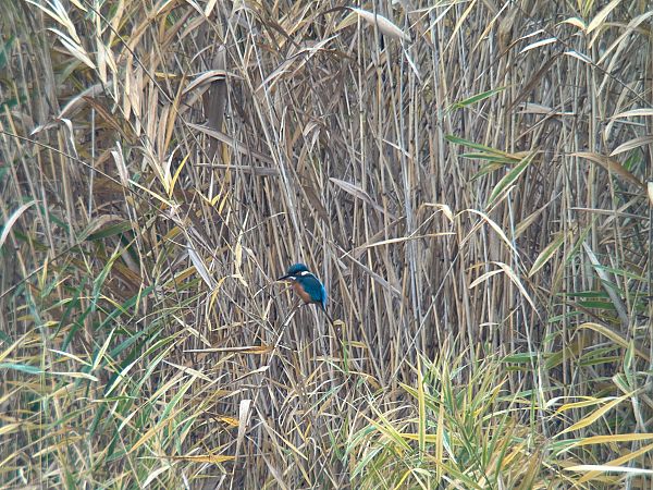 Eisvogel  - Alexander Eichhorst