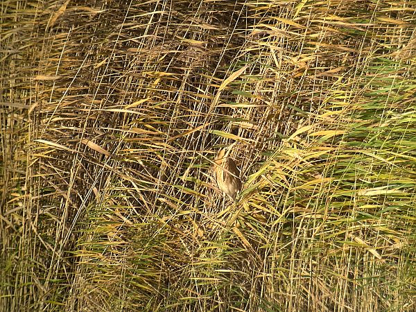 Rohrdommel  - Alexander Eichhorst