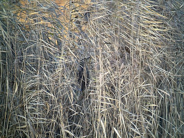 Rohrdommel  - Alexander Eichhorst