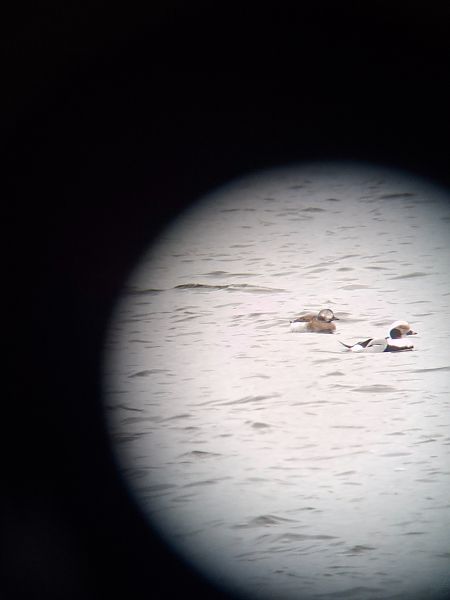 Eisente  - Lilith Hesping