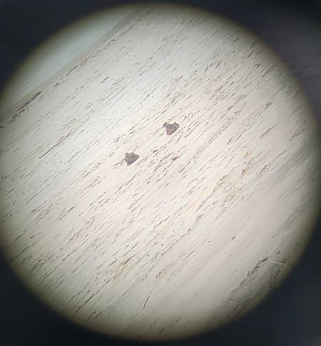 Falkenraubmöwe  - Katrin Schifferle