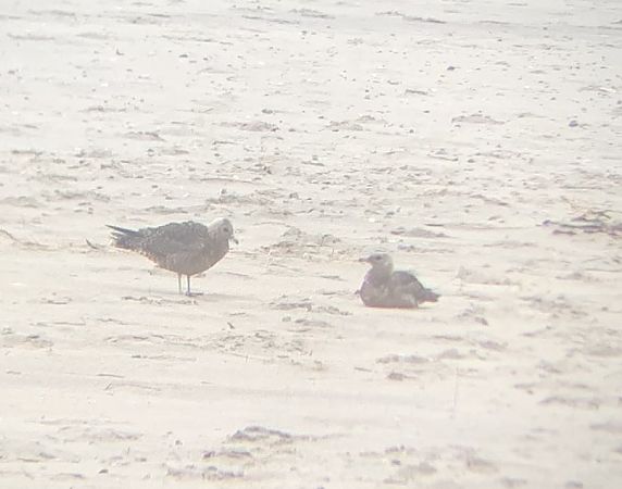 Falkenraubmöwe  - Katrin Schifferle