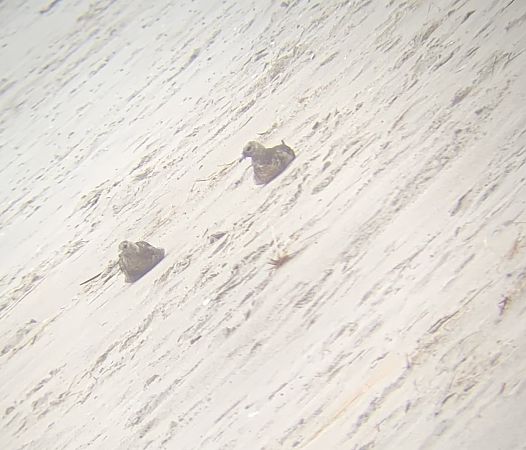 Falkenraubmöwe  - Katrin Schifferle