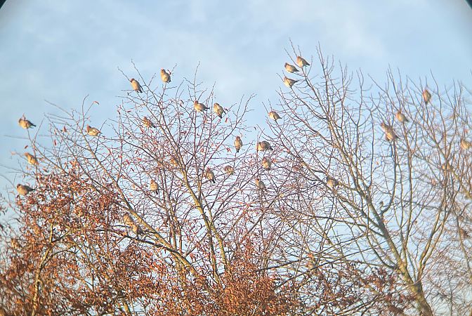 Seidenschwanz  - H. B.