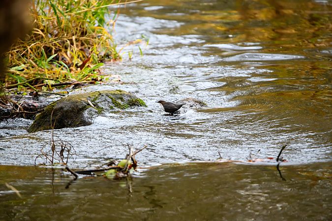 Wasseramsel  - Karsten Höpner